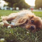 Rottweiler Türkiye anlatımı ile Köpeklerde Kanlı İshal